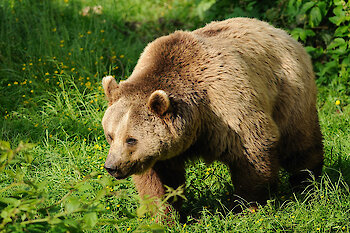 Bär im Naionalpark Bayerischer Wald